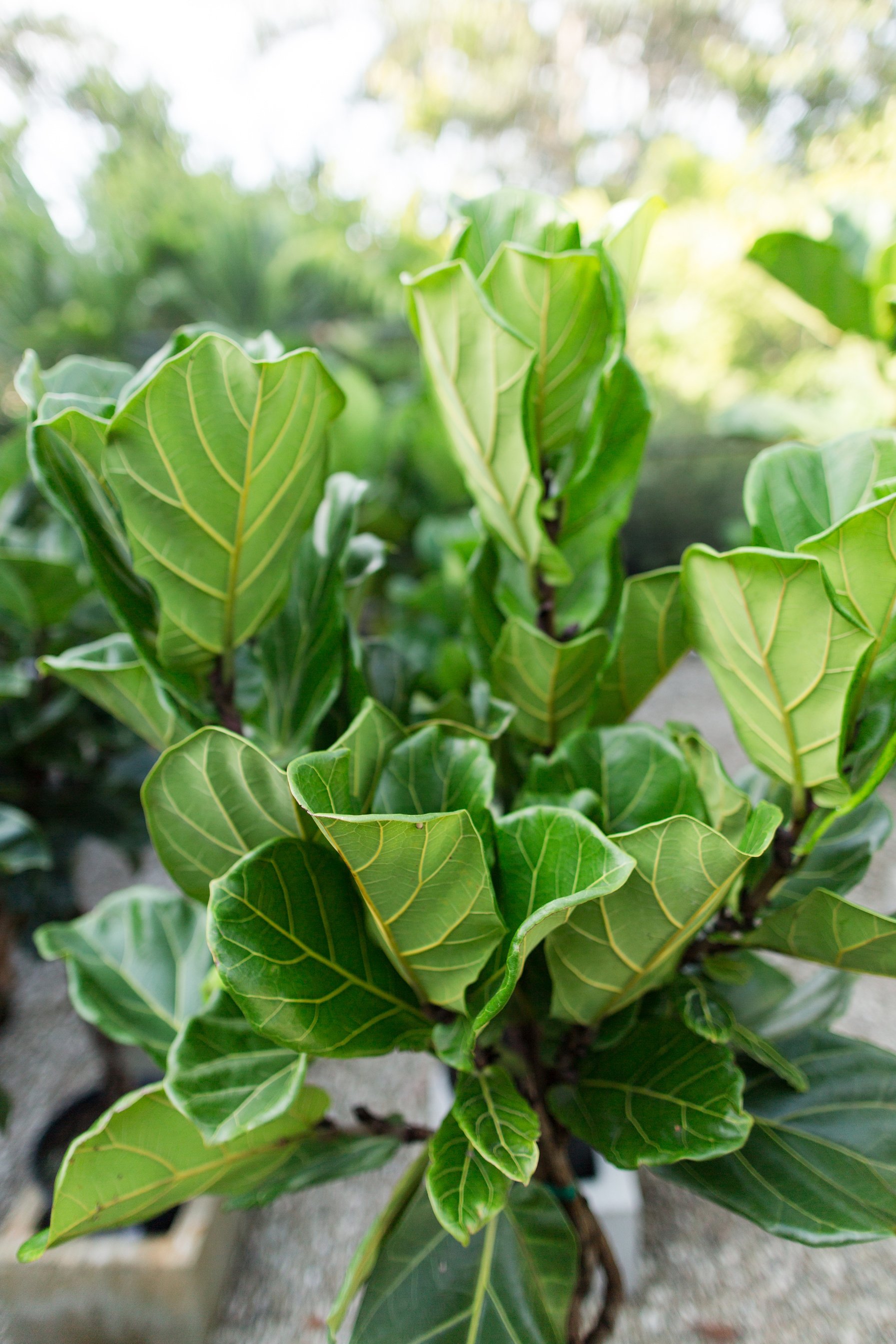 Fiddle Leaf Fig Trees