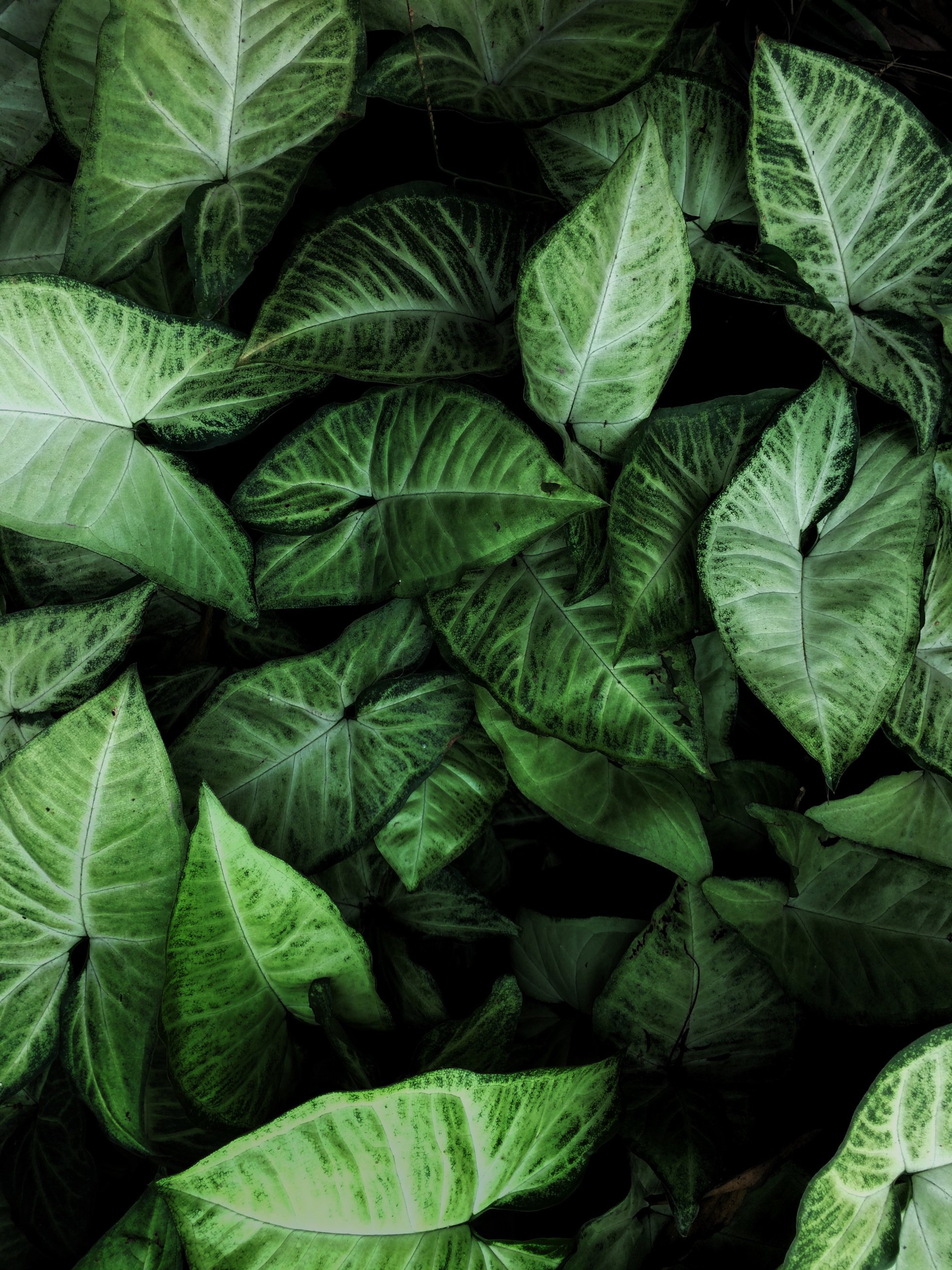 Green Leafed Plant