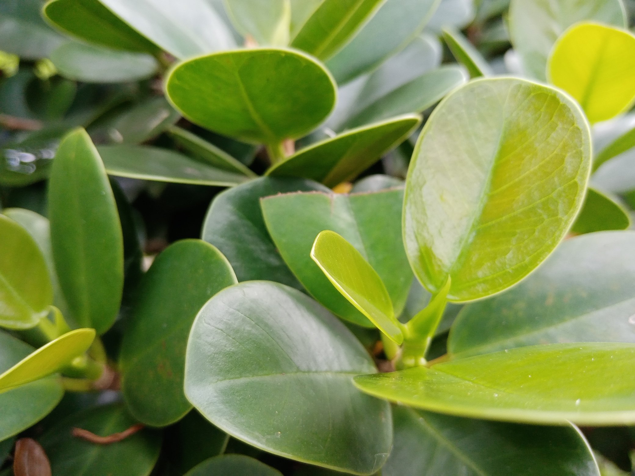 Closeup of Green Plant